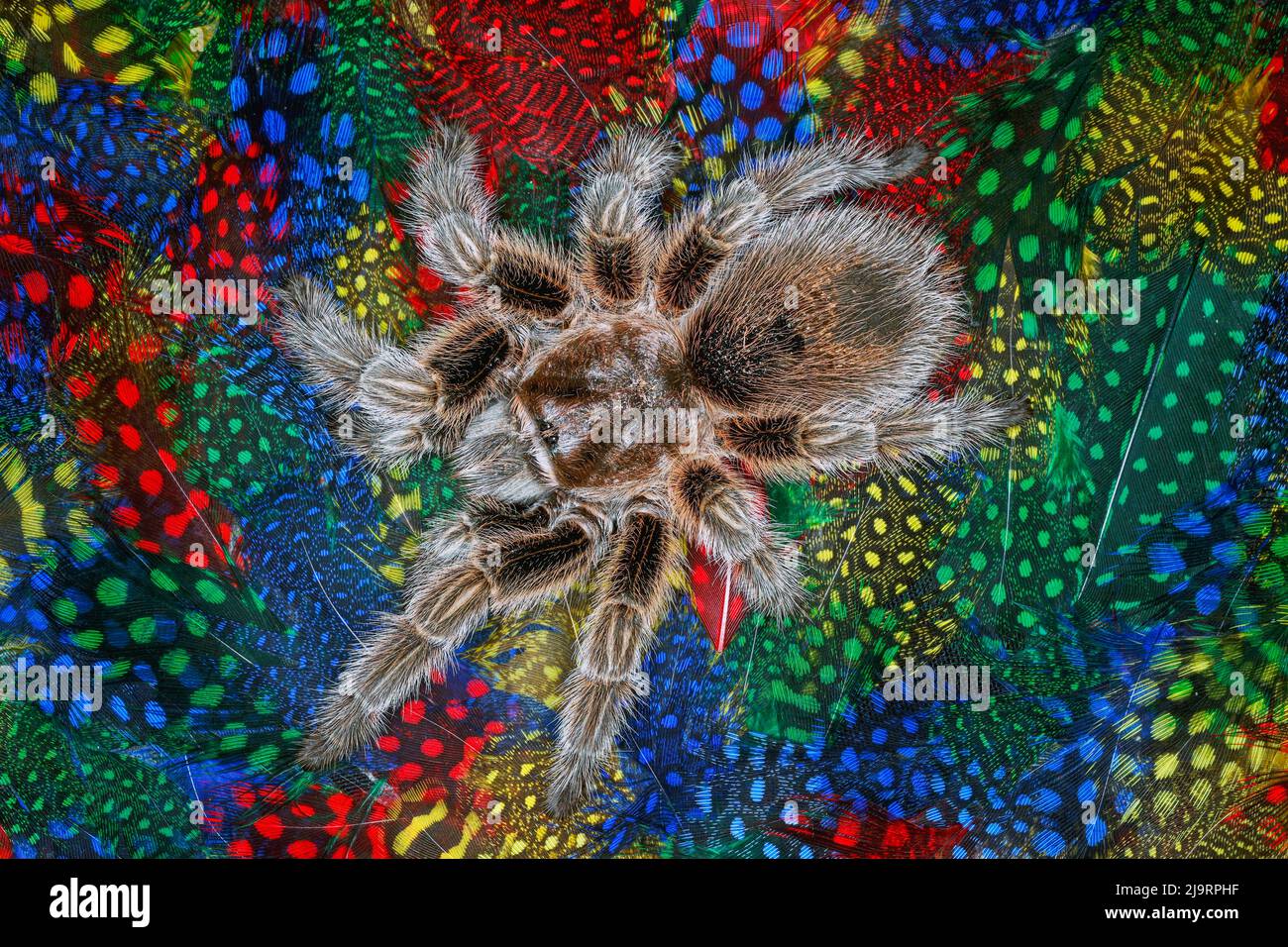 Mexican redknee tarantula on colorful feathers Stock Photo