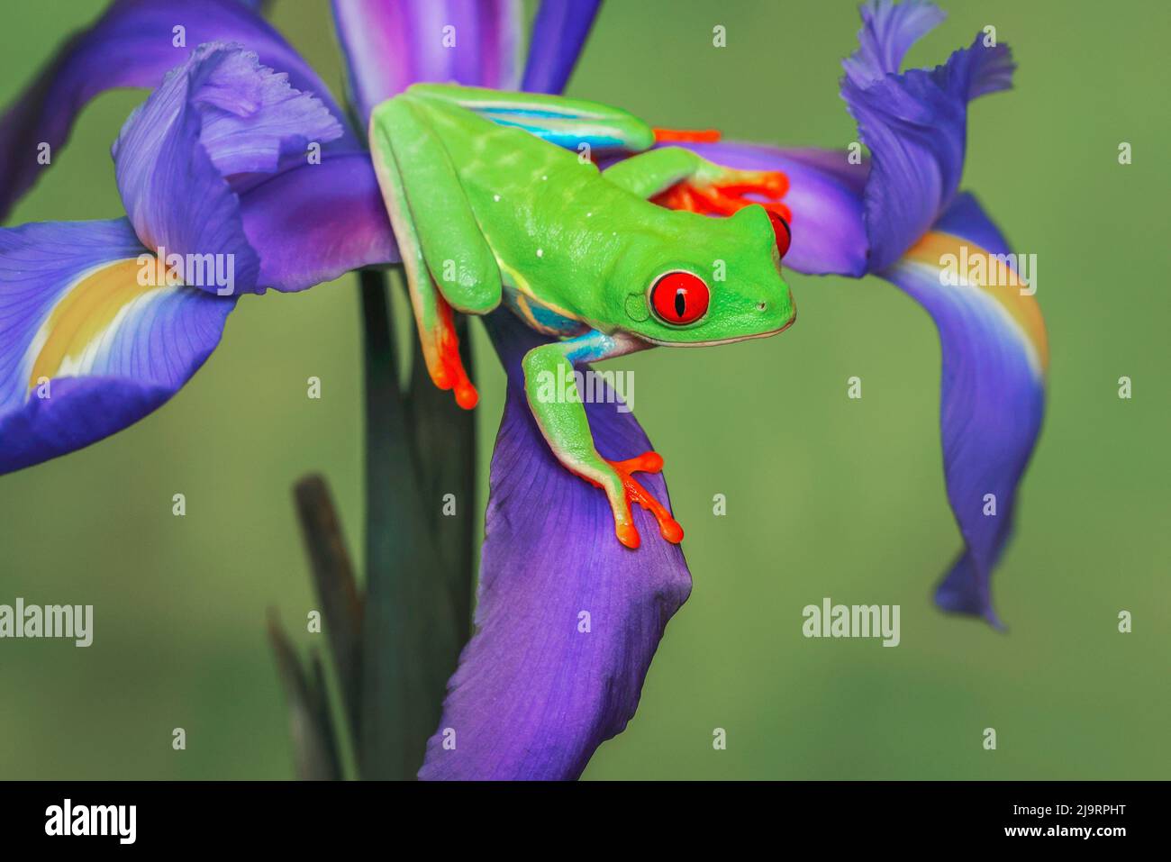 Red-eyed tree frog climbing on iris flower. Stock Photo