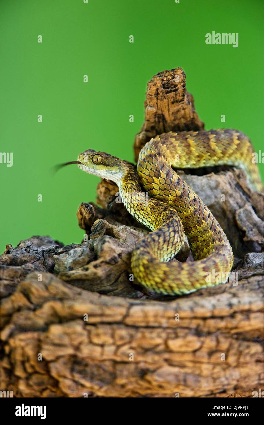 Stock photo of West African tree viper (Atheris chlorechis) portrait, Togo.  Controlled. Available for sale on