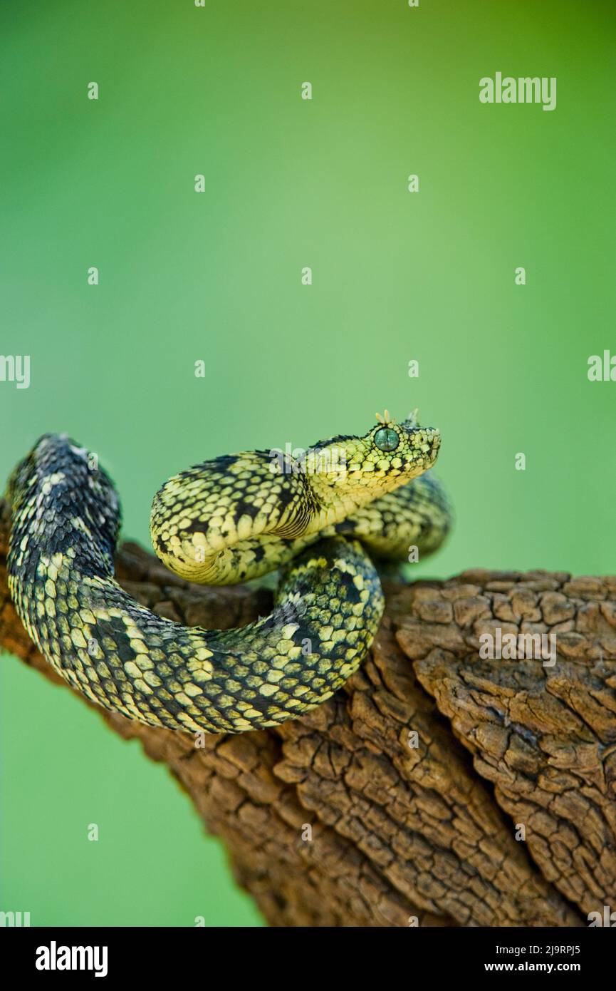 Atheris hispida hi-res stock photography and images - Alamy