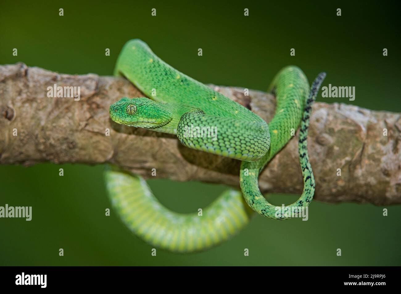 USA. Captive green West African bush viper on limb. Stock Photo