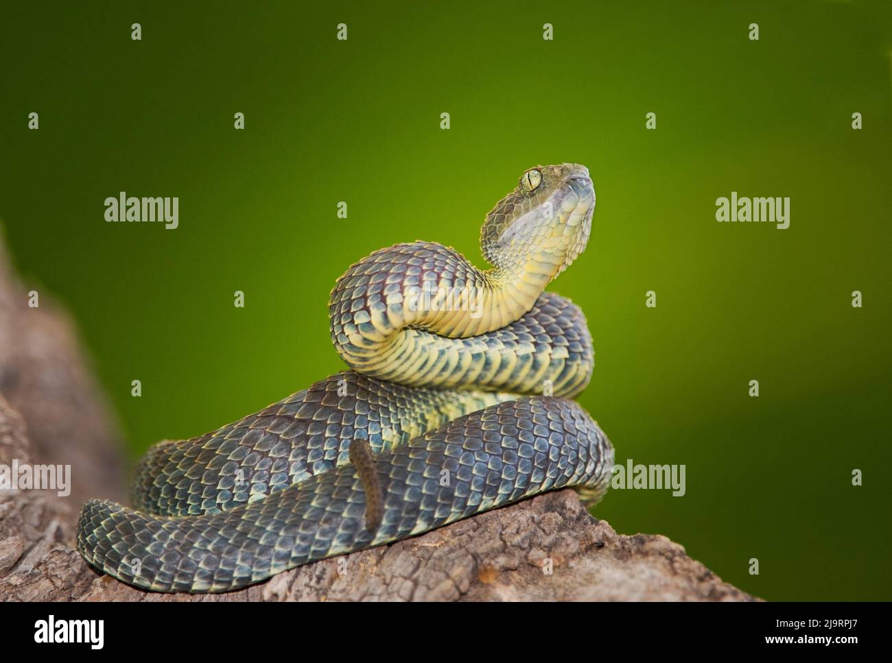 Variable Bush Viper snake - Atheris Squamigera [3840x2160] : r/wallpaper