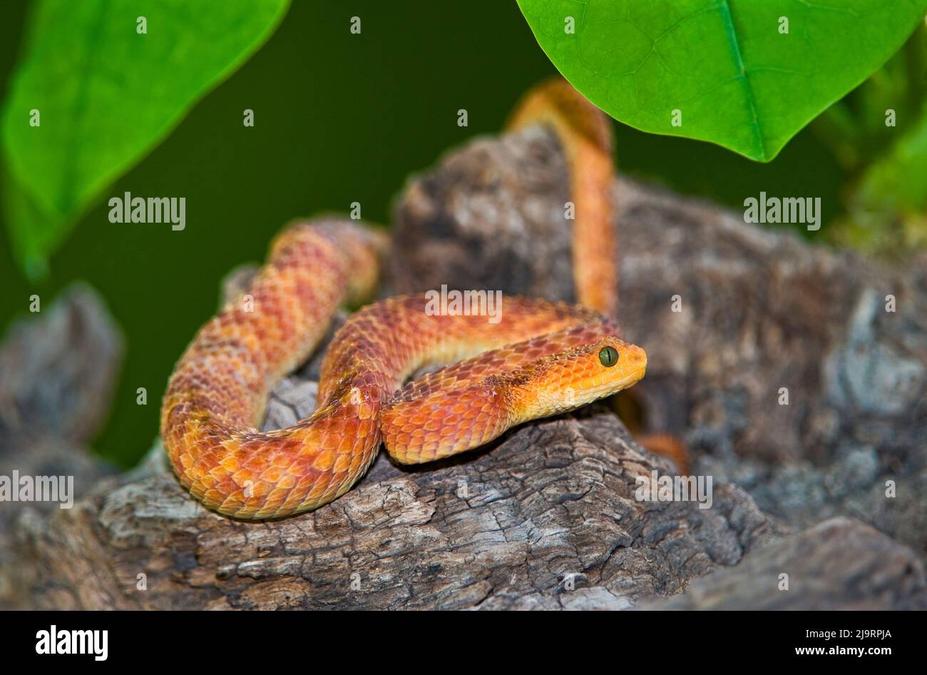 USA. Captive reddish variable bush viper in reddish phase on log. Stock Photo