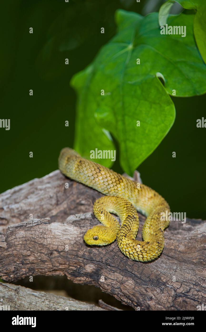 USA. Captive variable bush viper on log. Stock Photo