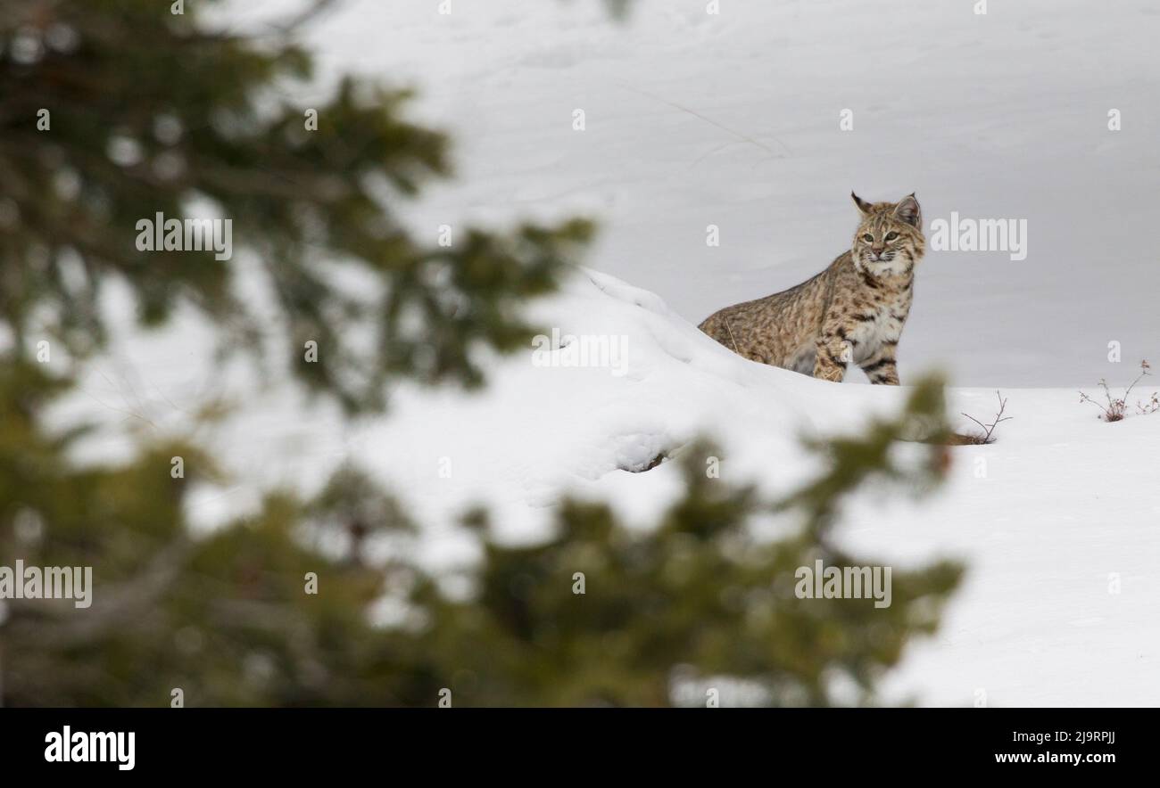 Bobcat, winter-time survival Stock Photo
