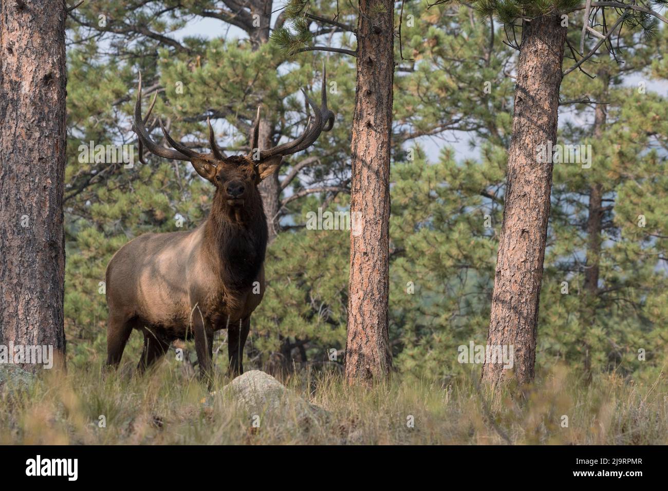 Rocky mountain ponderosa pine hi-res stock photography and images - Alamy