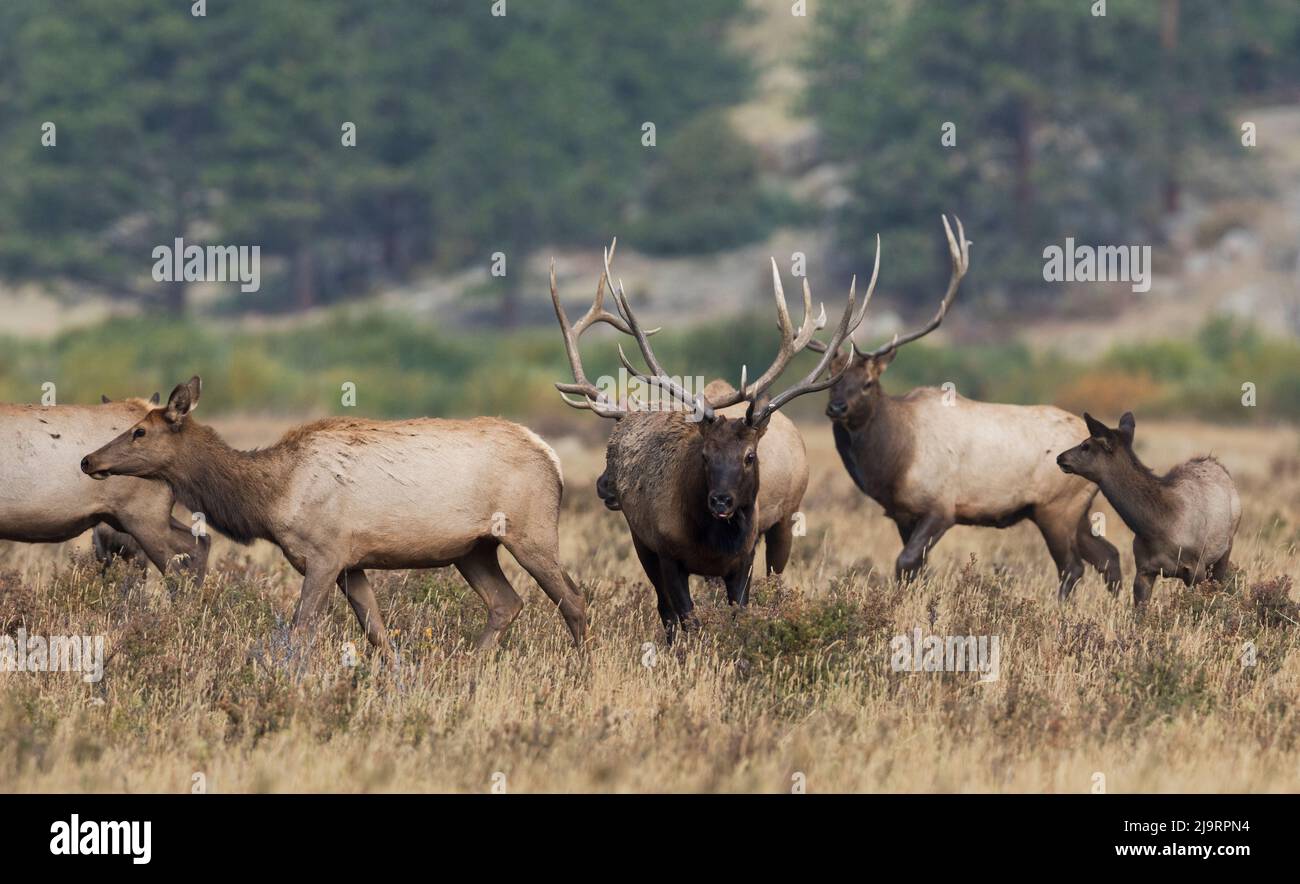 Rocky Mountain Elk, competing bulls Stock Photo