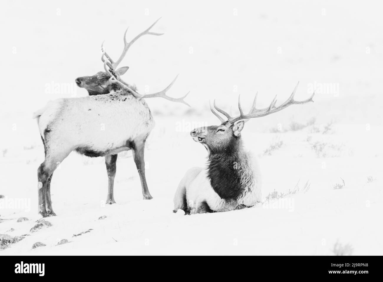 Bull winter Black and White Stock Photos & Images - Alamy