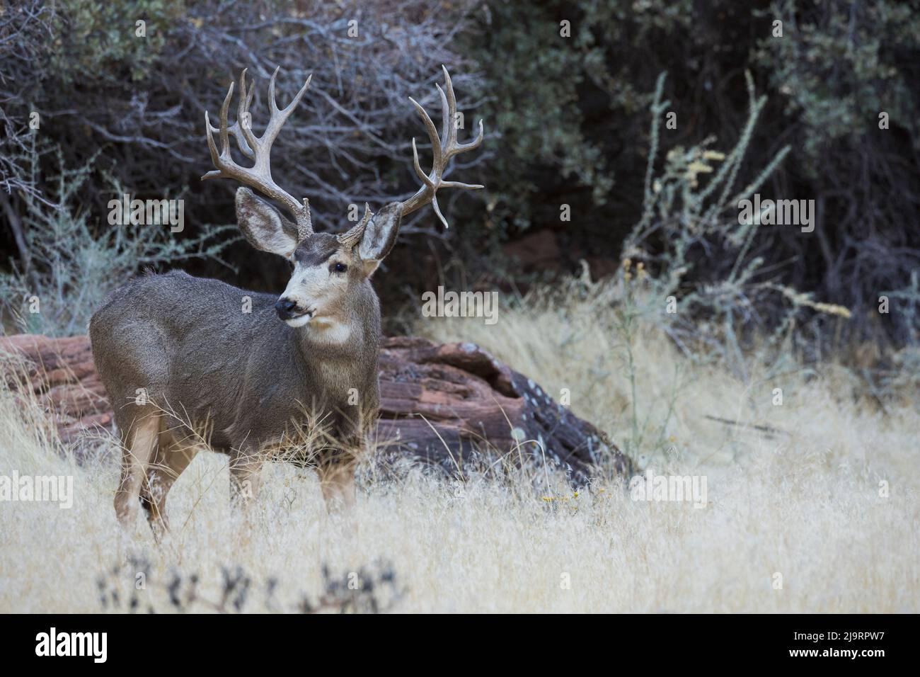Mule deer buck Stock Photo Alamy