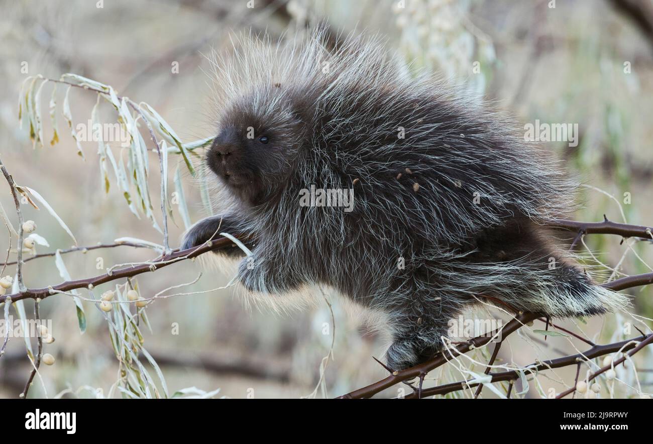 Young porcupine Stock Photo