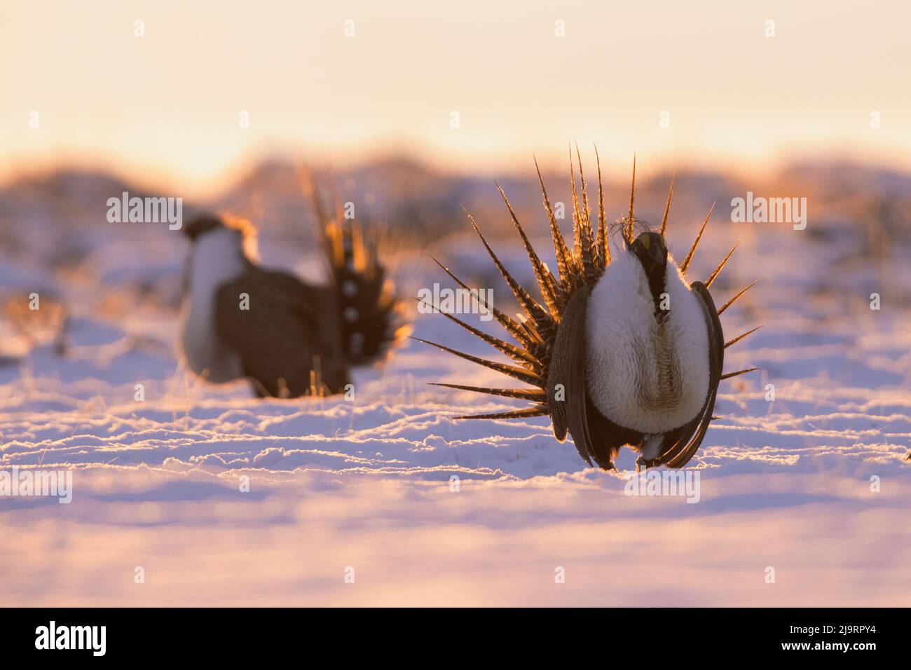 Greater sage-grouse at first light Stock Photo