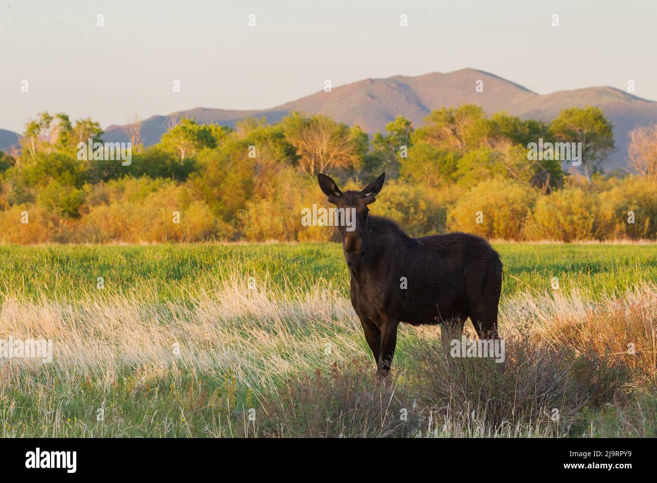 Young bull moose Stock Photo