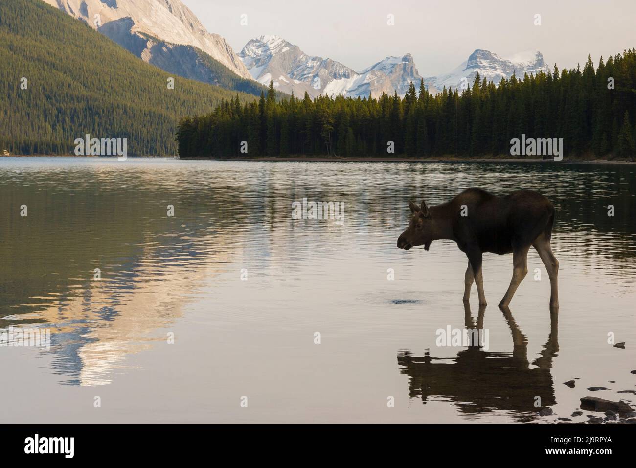 Young moose wading in mountain lake Stock Photo
