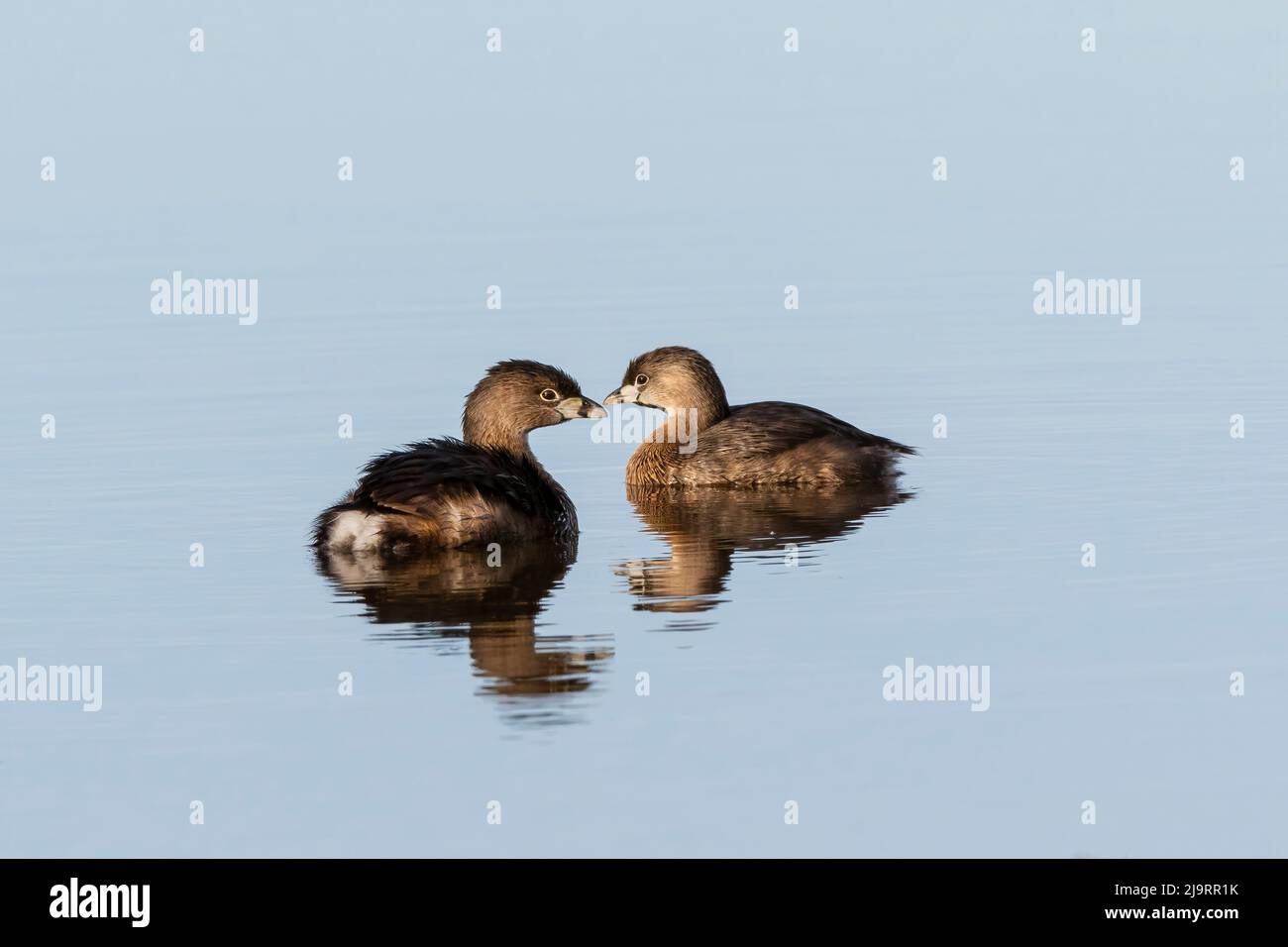 Pied-billed grebes in wetland, Marion County, Illinois. Stock Photo
