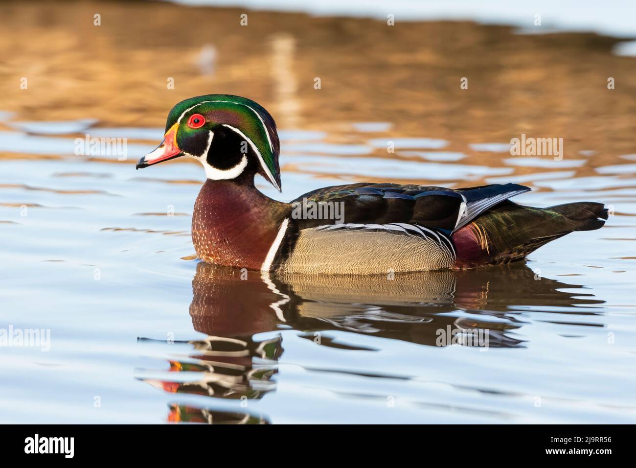 Wood duck male in wetland, Marion County, Illinois. Stock Photo