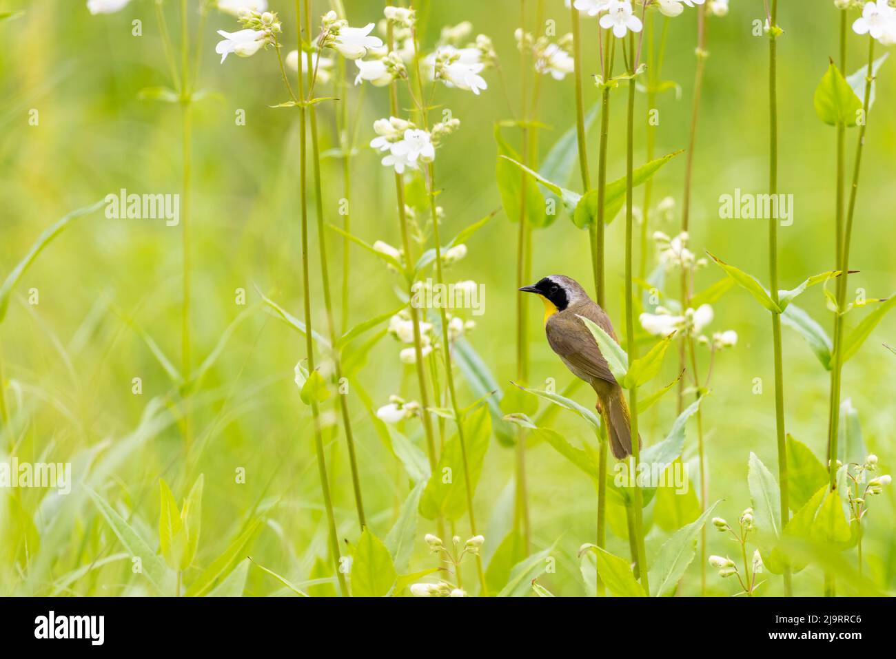 Common yellowthroat male in a prairie in spring, Jasper County, Illinois. Stock Photo