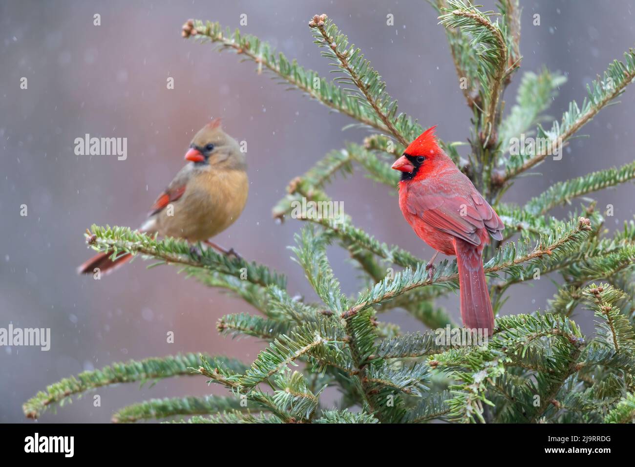 Northern cardinal male and female in fir tree in snow, Marion County, Illinois. Stock Photo