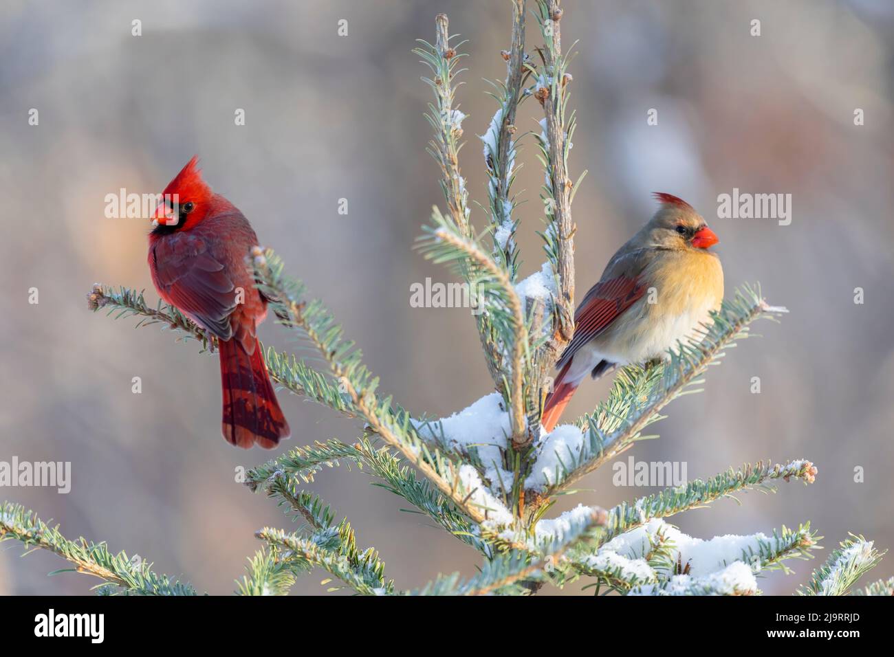 Cardinal Spruce Tree Northern cardinal male and female in spruce tree in winter snow, Marion ...