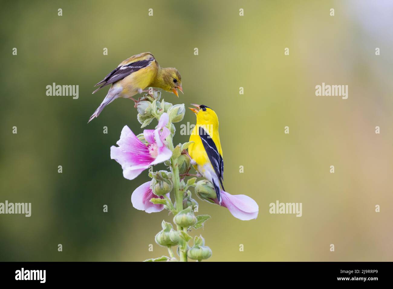 Male and female american goldfinch hi-res stock photography and images