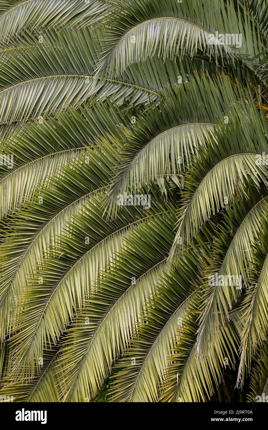 Pattern in branches of palm tree, Quito, Ecuador Stock Photo Alamy