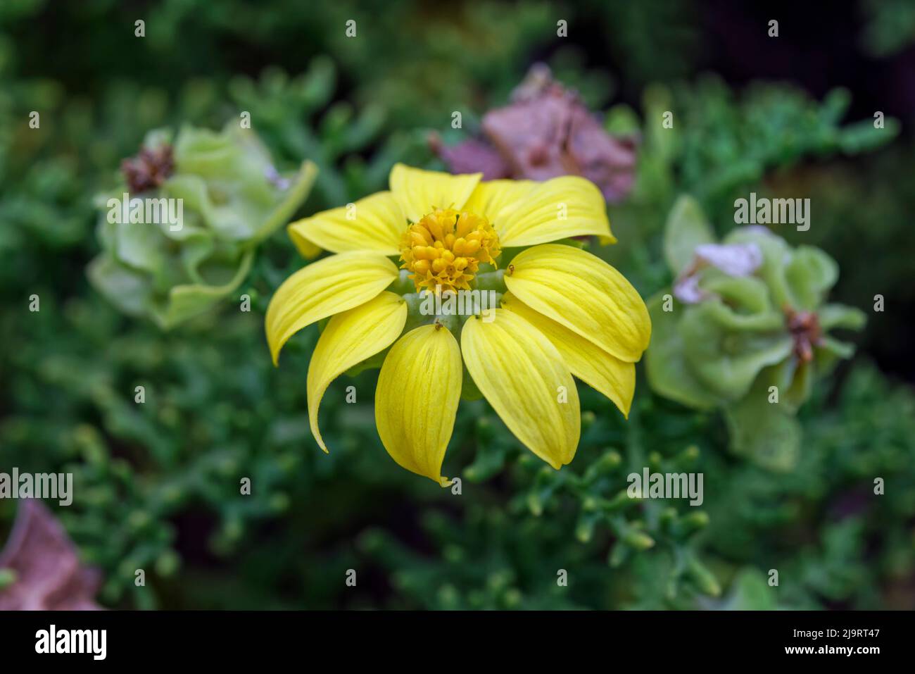 Yellow daisy bush, endemic to Floreana Island, Galapagos Islands, Ecuador. Stock Photo