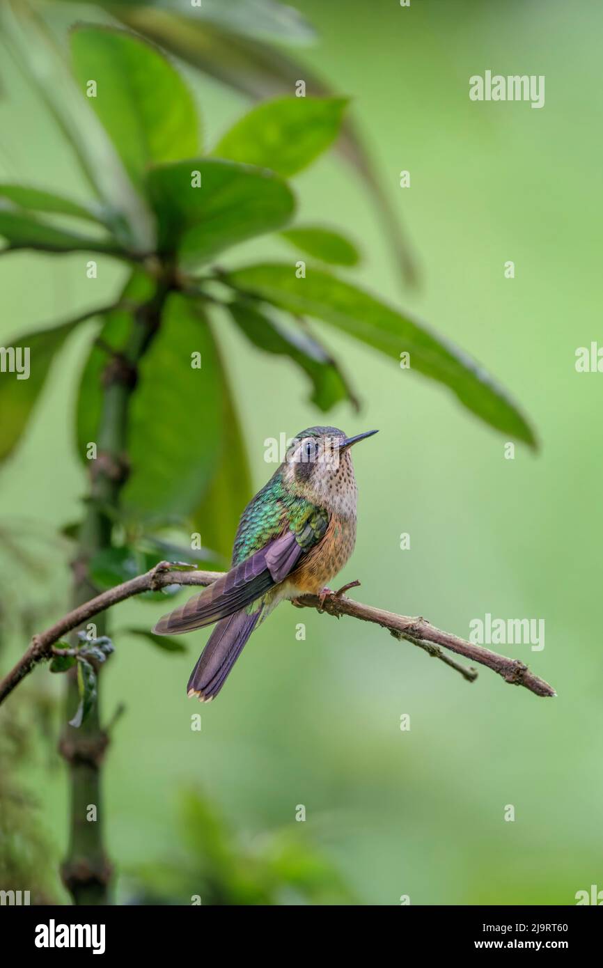 Speckled hummingbird, Ecuador Stock Photo - Alamy