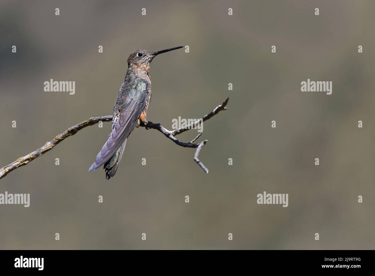 Giant hummingbird perched, Ecuador Stock Photo - Alamy