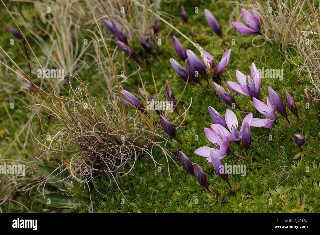 Gentian flowers, Antisana National Park, Ecuador. Stock Photo