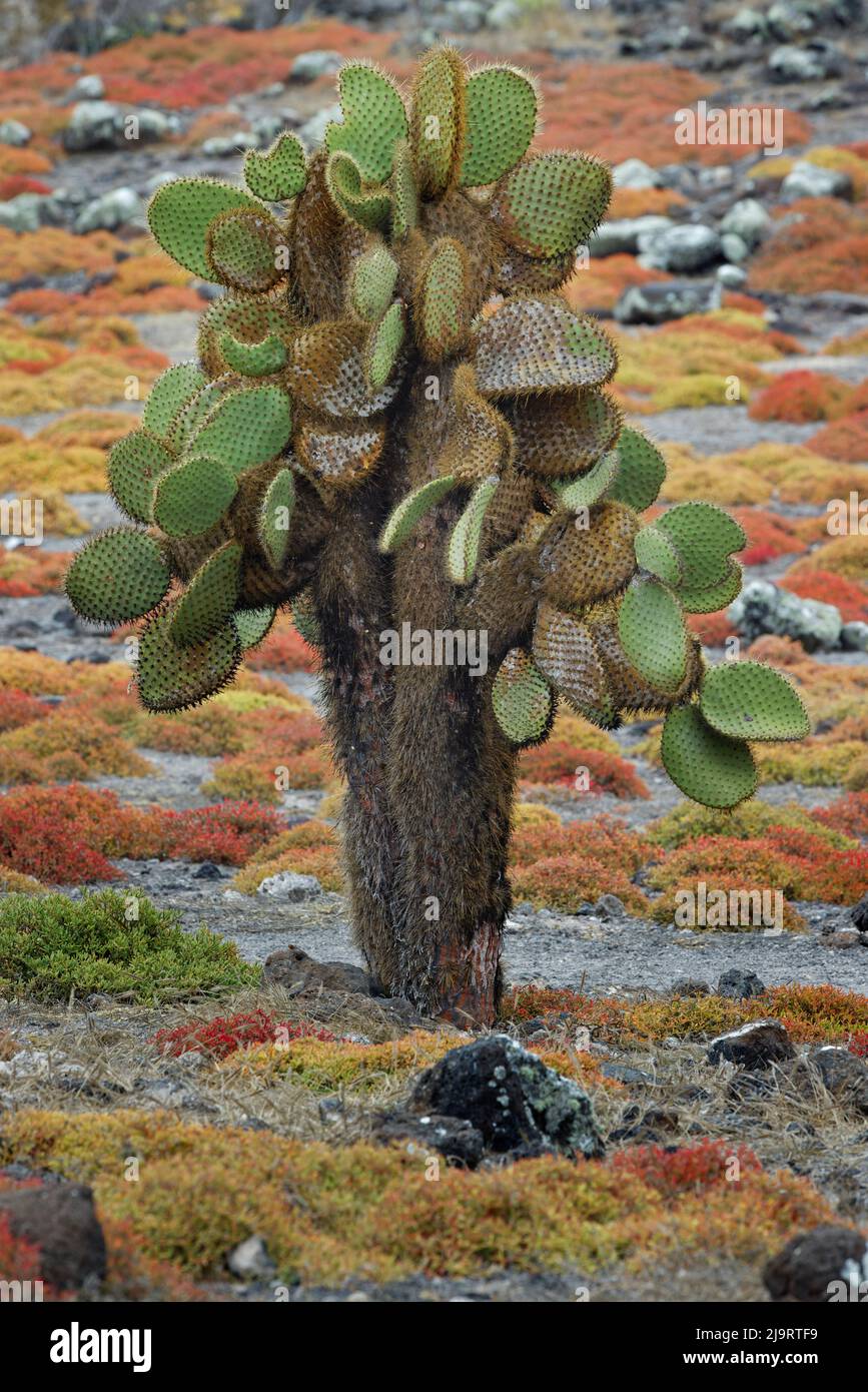 Carpet weed along with Opuntia prickly pear cactus, South Plaza Island,  Galapagos Islands, Ecuador Stock Photo - Alamy