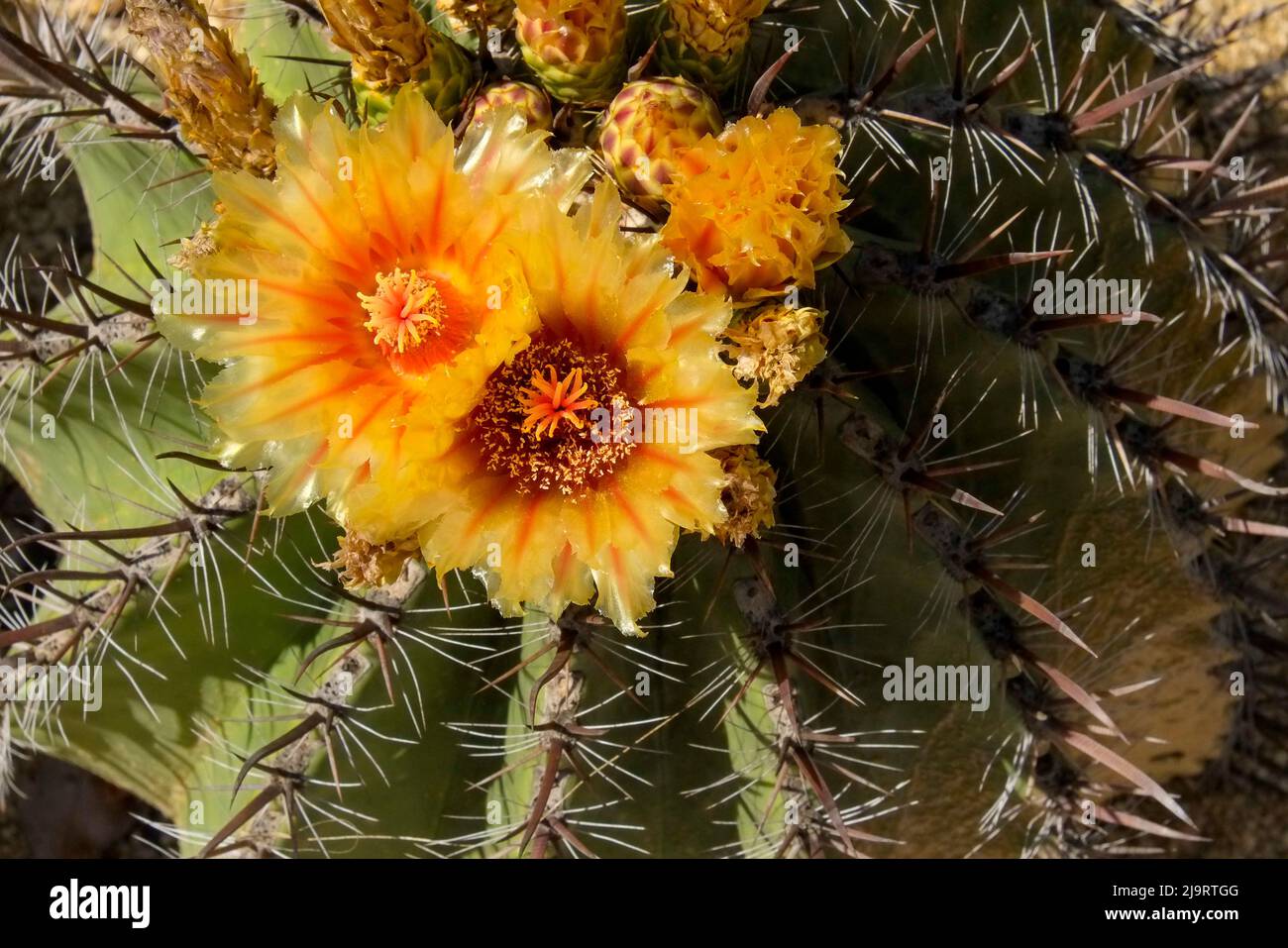 Baja California, Mexico. Flowering cactus Stock Photo Alamy