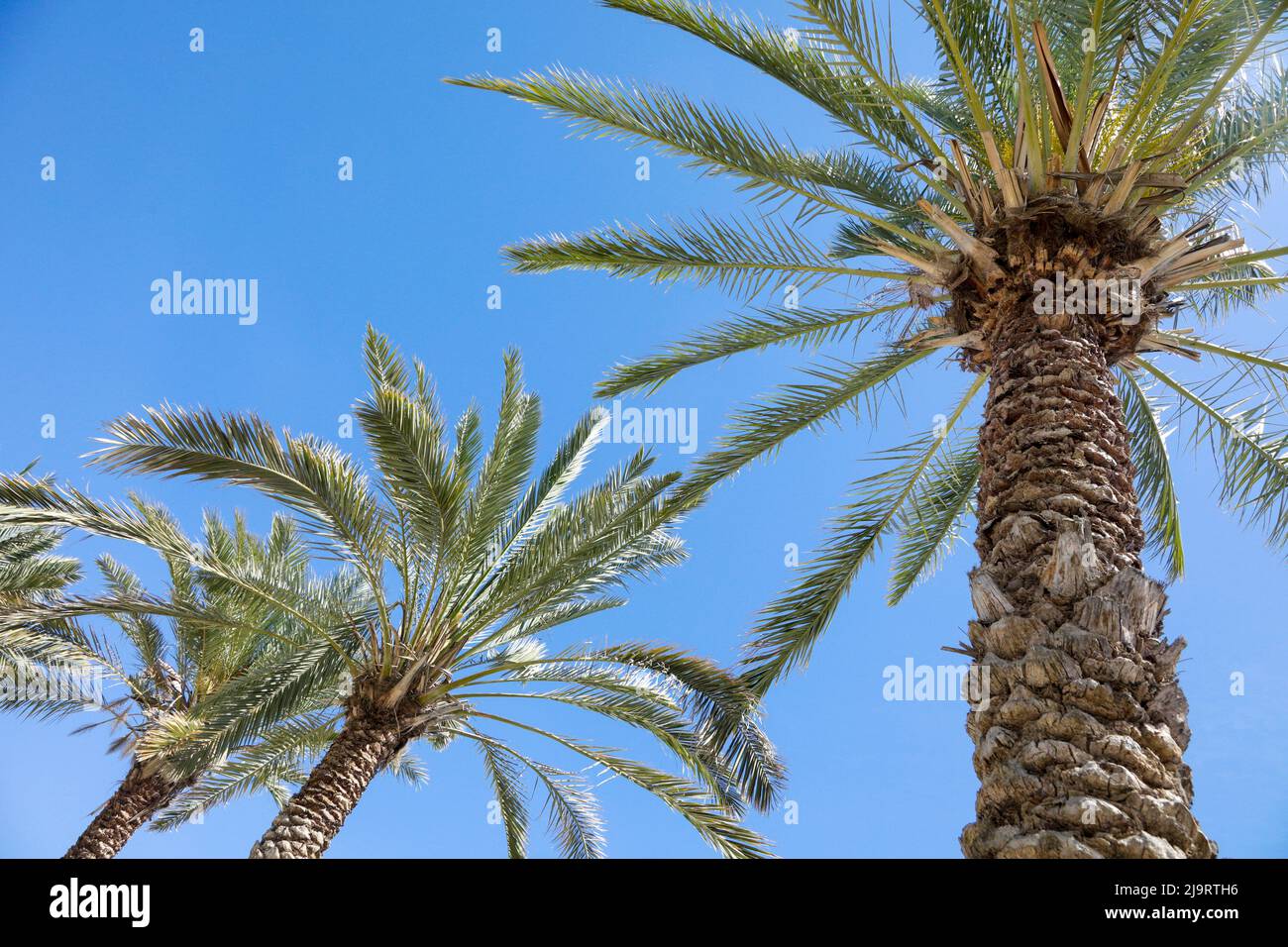 Palm tree. Cabo San Lucas, Mexico Stock Photo Alamy