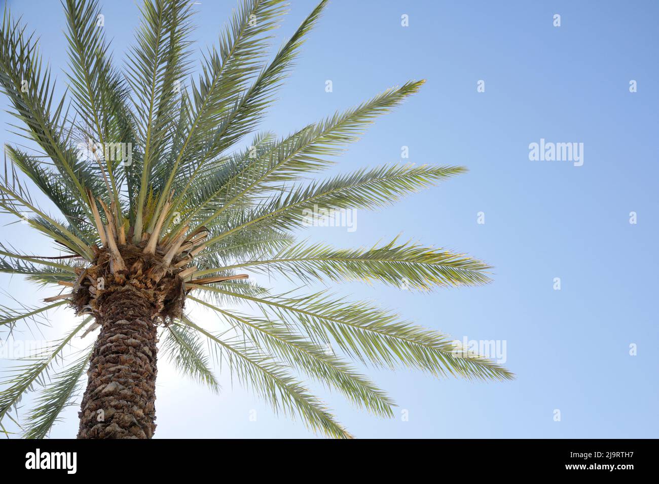 Palm tree. Cabo San Lucas, Mexico Stock Photo Alamy