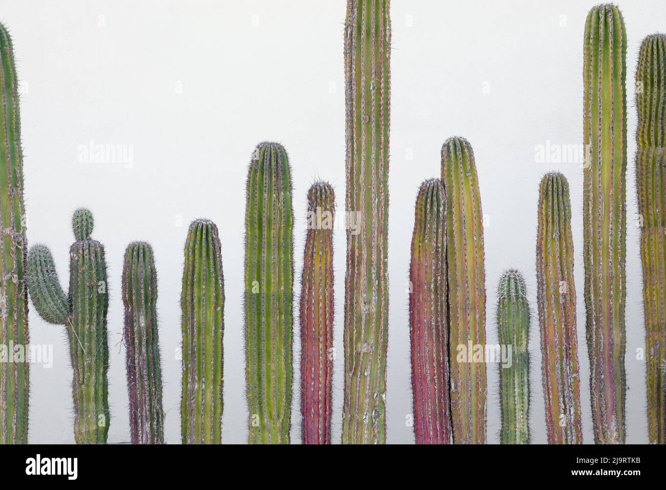 Colorful cactus. Cabo San Lucas, Mexico. Stock Photo