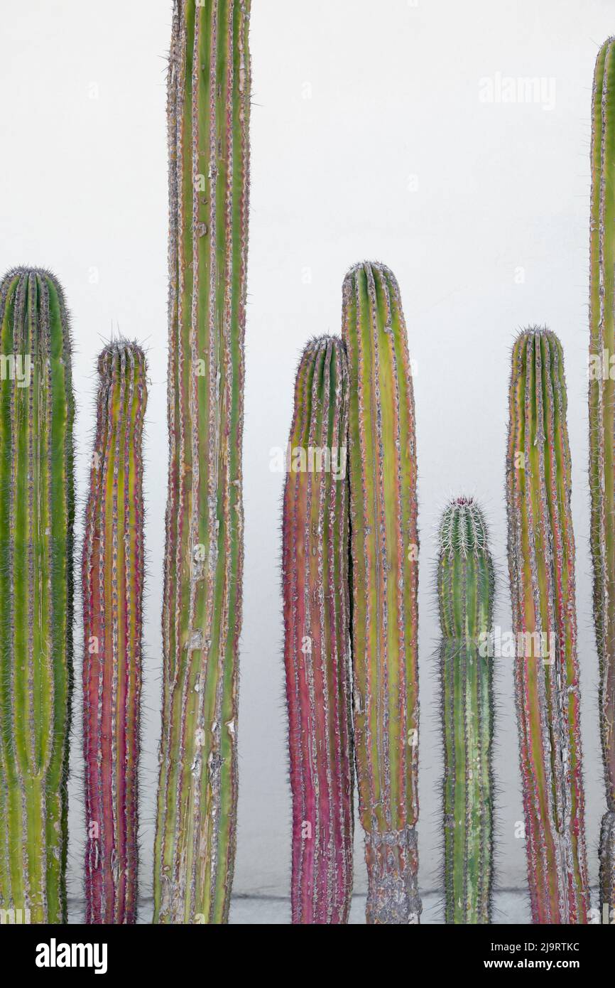 Colorful cactus. Cabo San Lucas, Mexico Stock Photo Alamy