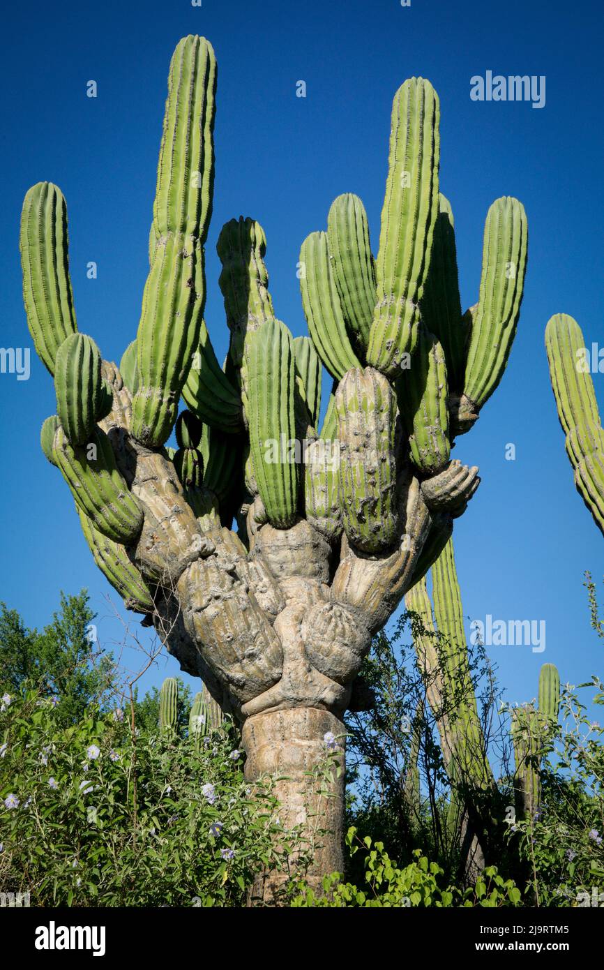 Cabo San Lucas, Mexico. Saguaro cactus Stock Photo Alamy