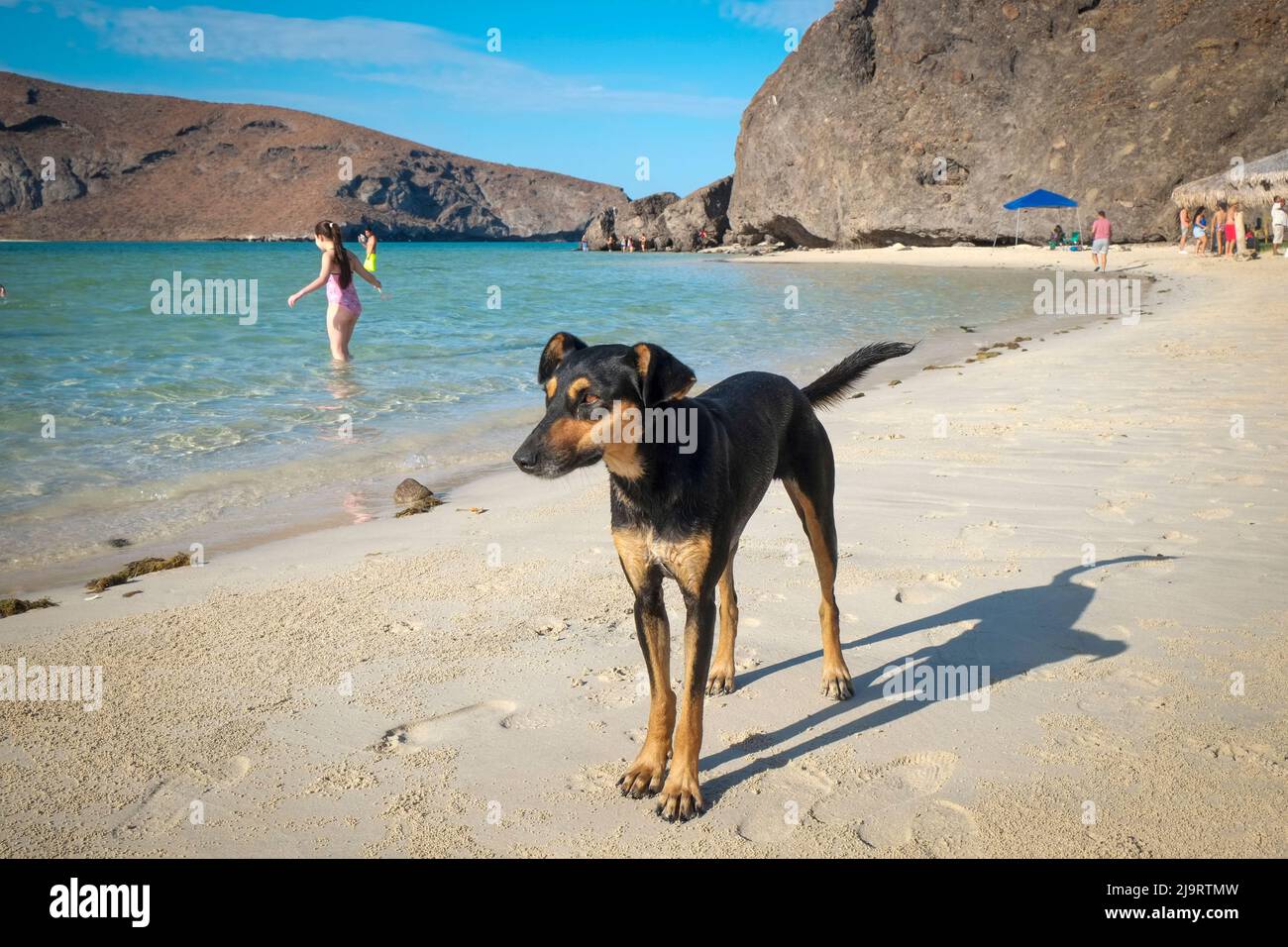 Can I Take My Dog To Baja Mexico