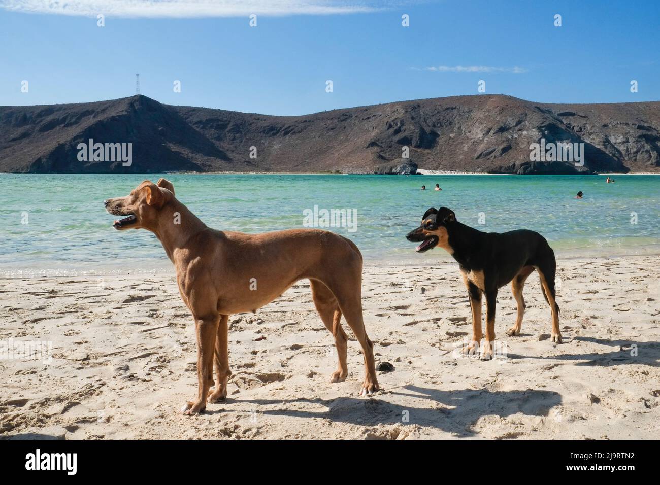 Baja California, Mexico. Sea of Cortez. Beach scene with dogs