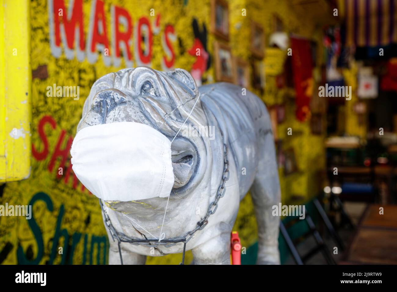 Cabo San Lucas, Mexico. Sculpture of a bulldog with a medical mask on