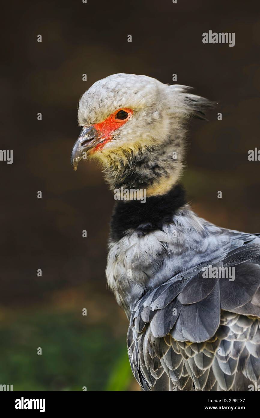 Southern screamer or Crested screamer, native to Peru, Bolivia
