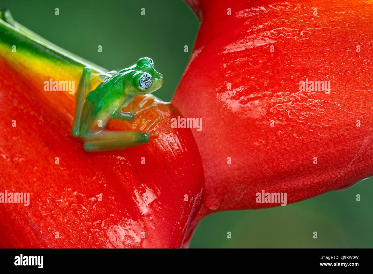 Ghost Glass Frog, Costa Rica Stock Photo Alamy