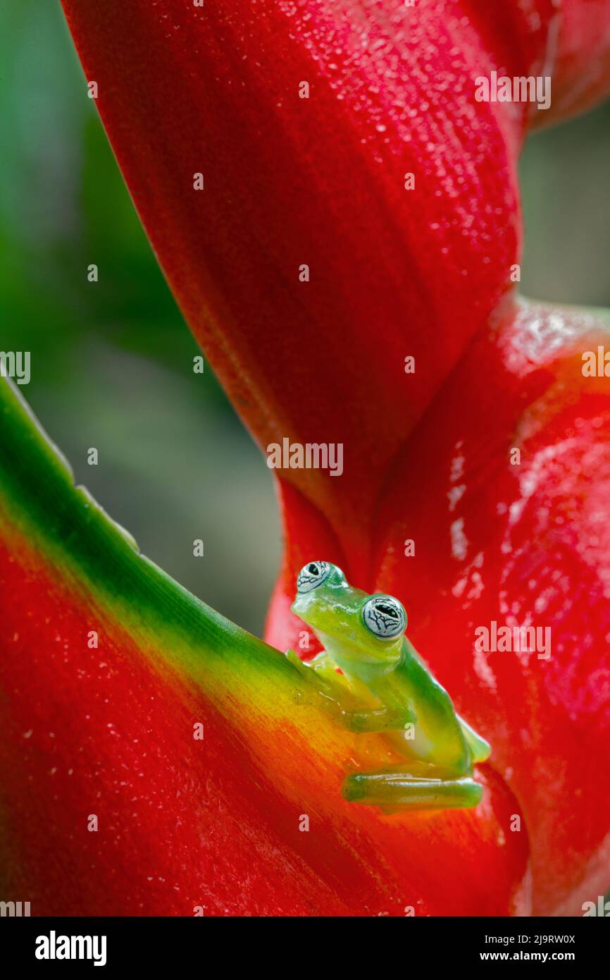 Ghost Glass Frog, Costa Rica Stock Photo Alamy