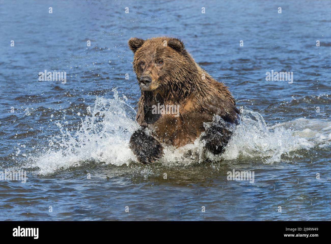 Adult Grizzly Bear Chasing Fish, Lake Clark National Park And Preserve ...