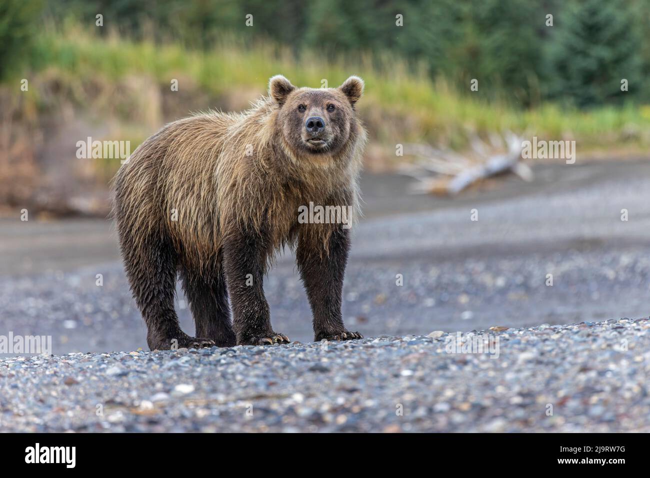 Grizzly bear, Lake Clark National Park and Preserve, Alaska Stock Photo