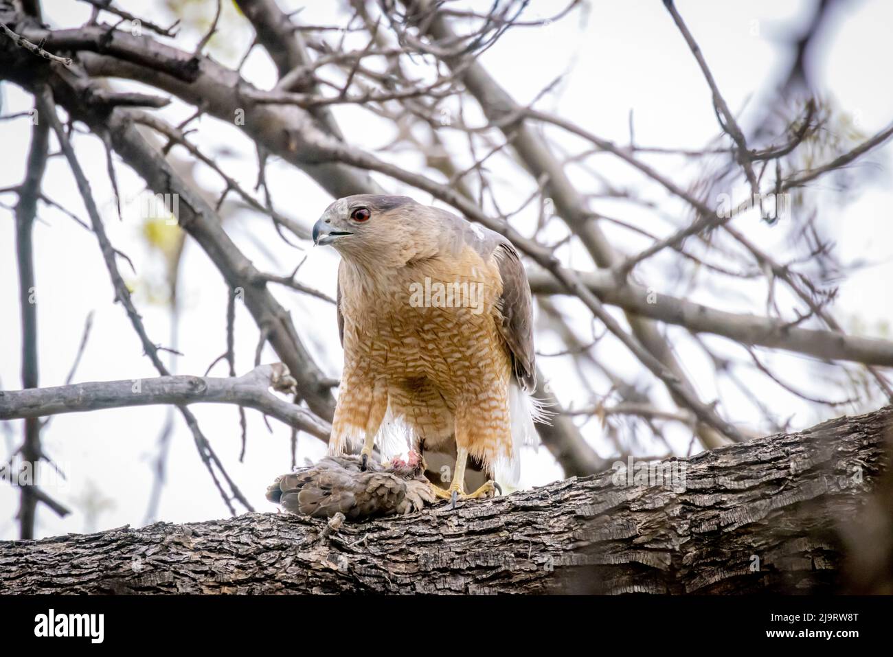 USA, Arizona, Catalina. Adult Cooper's hawk with mourning dove prey. Stock Photo