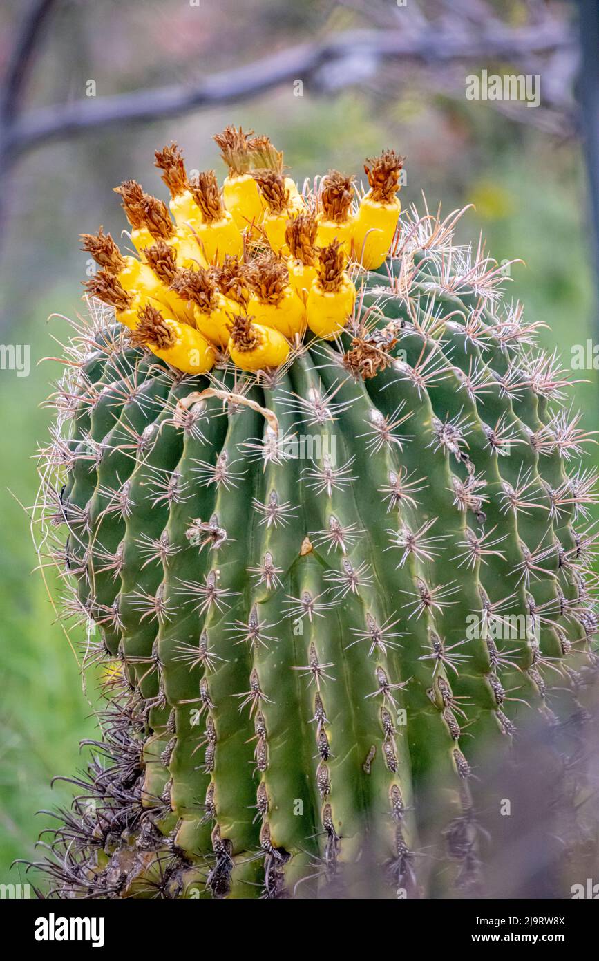USA, Arizona, Catalina. Barrel cactus in bloom Stock Photo - Alamy