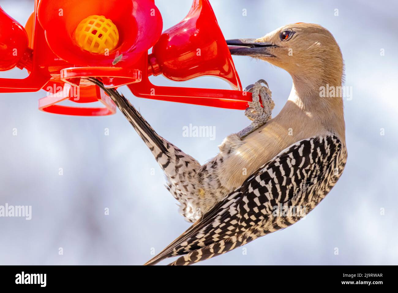 USA, Arizona, Catalina. Adult female gila woodpecker tasting sugar water from feeder. Stock Photo