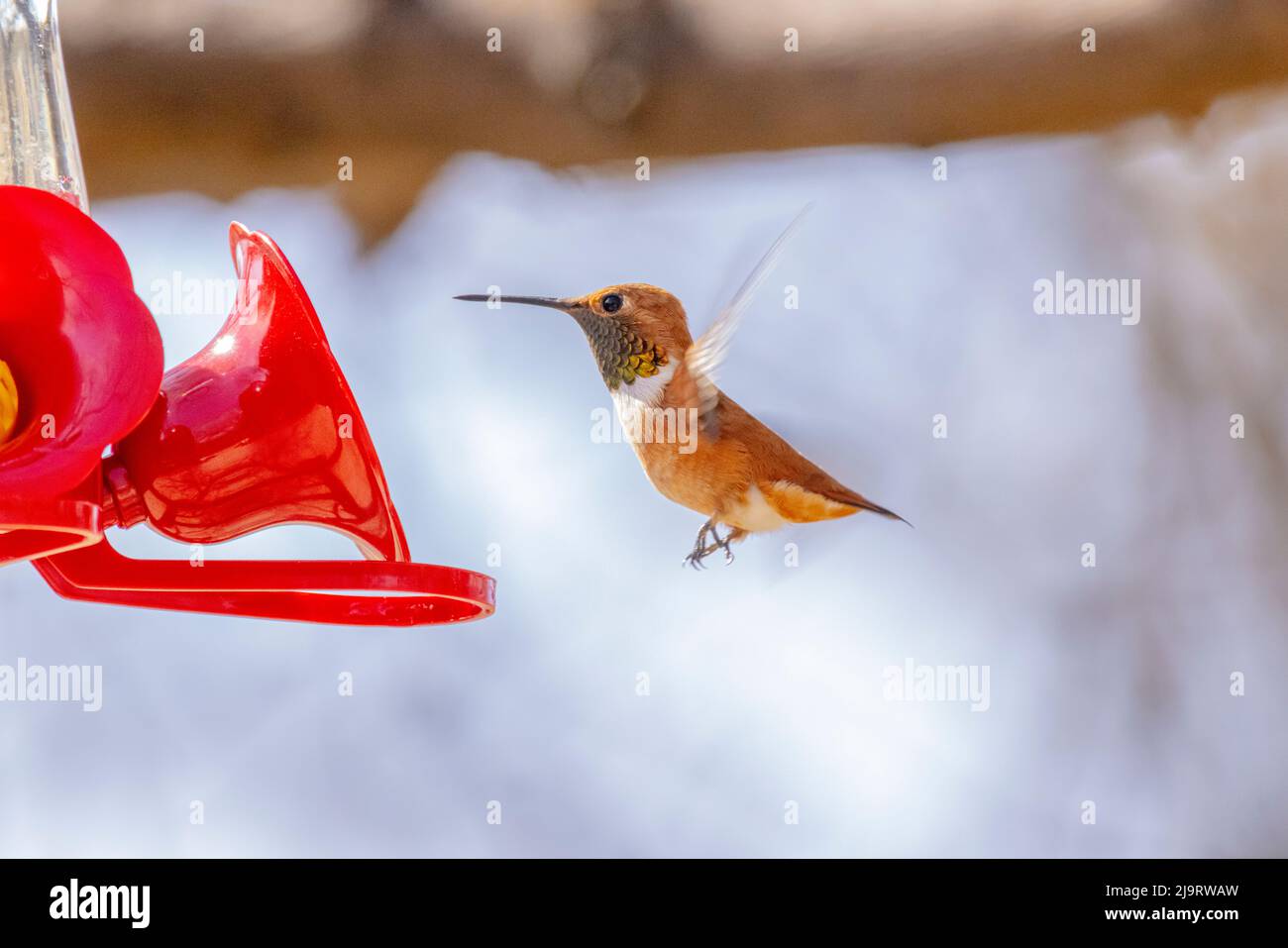Male hummingbird flying hi-res stock photography and images - Alamy