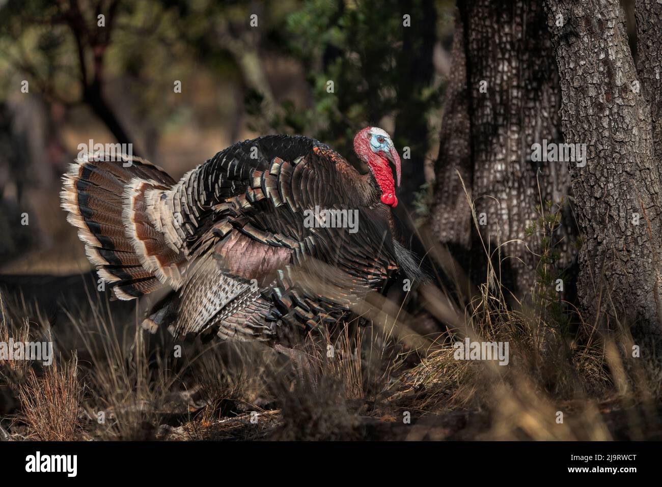USA, Arizona, Ramsey Canyon. Male Gould's turkey close-up. Stock Photo