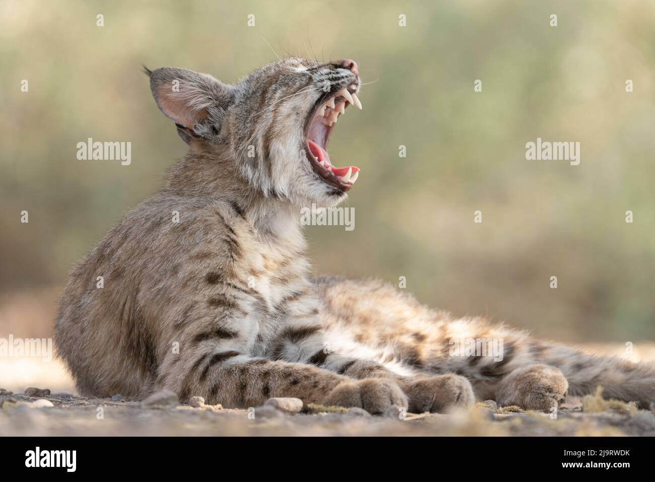 USA, Arizona. Close-up of female bobcat yawning. A female Bobcat relaxes in a riparian zone in southern Arizona Stock Photo