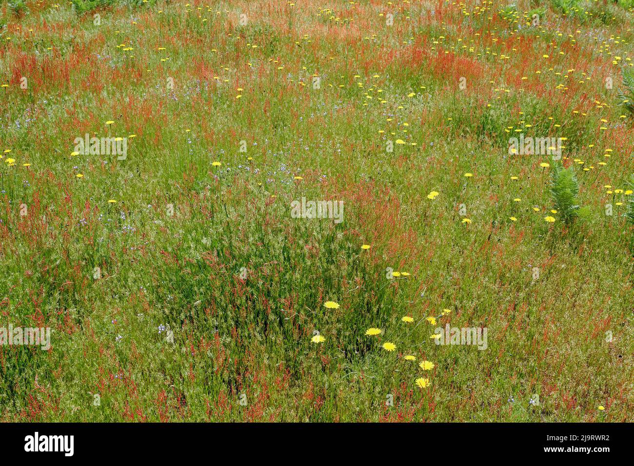 Mixture of flowers and grasses, Dolason Prairie, Redwood National Park, California Stock Photo